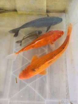 Koi kapre koi kapor jazierkové ryby koi Karas karasy
