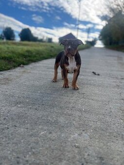 American Bully XL