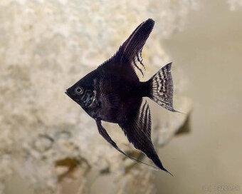 Skaláre Koi alebo čierne – vlastný odchov