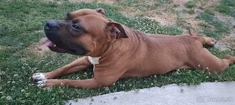 DARUJEM DO DOBRYCH RUK Staffordshire bullteriera 4ročný
