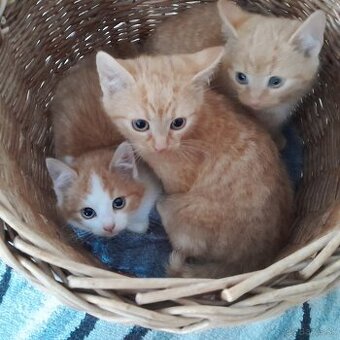 Hľadá sa domov pre týchto drobcov