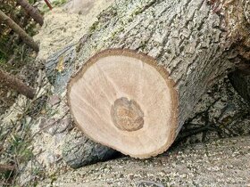 orechové drevo - 1