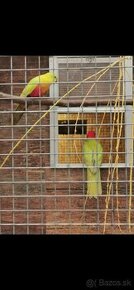 Papagáj kráľovský žltý