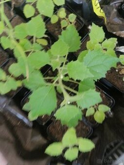 paulownia