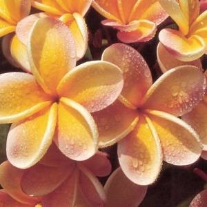 Plumeria , Frangipani , Havajsky kvet