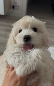Fenka Maltipoo