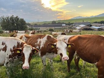 Ošetrovatel hovädzieho dobytka / Stajník
