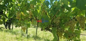 Obrábaný vinohrad Svätý Jur, smerom na Bratislavu, lokalita