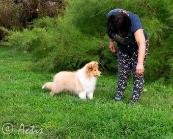 Kólia dlhosrstá s PP