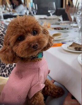 Kúpim toy pudlíka – fenku, škoricovej farby