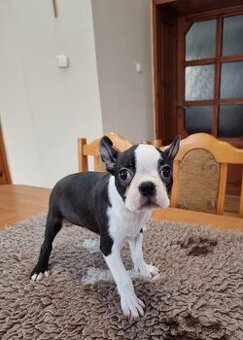 Bostonsky terier boston terier