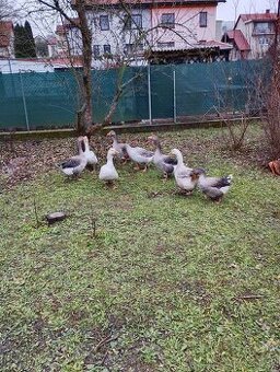 Predam dva páry husí