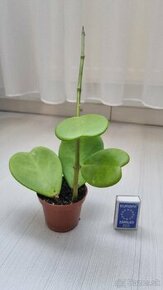 Hoya kerrii - srdieckovy "kaktus"