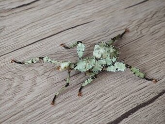 Strašilka australská (Extatosoma tiaratum)