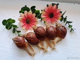 Africký slimák Lissachatina Fulica albinobody