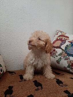 pudel,pudlik,poodle trpaslici