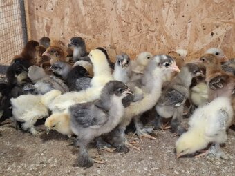 Araukany,  Ayam cemani, Hodvábničky