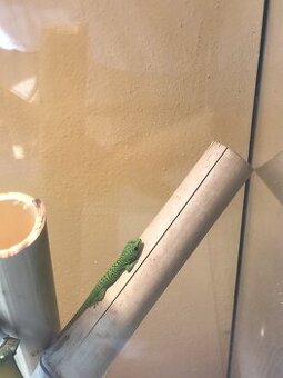 predám phelsuma madagascar super red