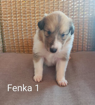 KÓLIA DLHOSRSTÁ,  ŠTENIATKA