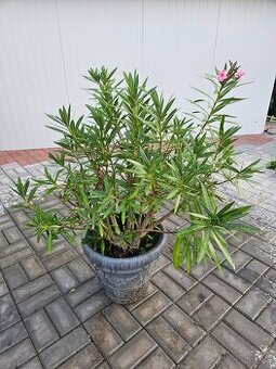 Oleandre cca 100 cm