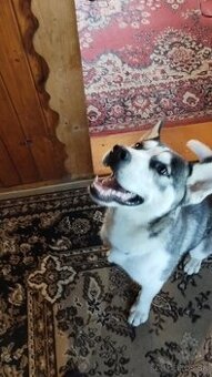 sibírsky husky