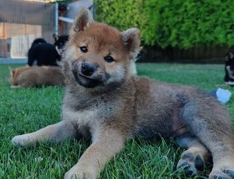 Shiba inu psýky s PP