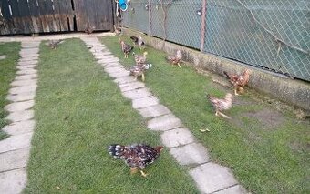 Predám vlaška porcelanova