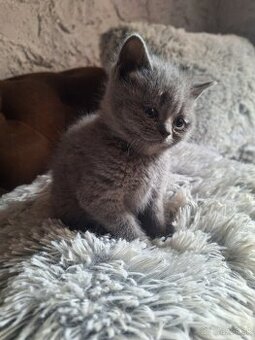 Britské modré mačiatka