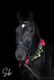 7 ročná kobylka Iwka :)