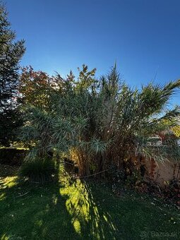 rýchlo rastuci Bambus