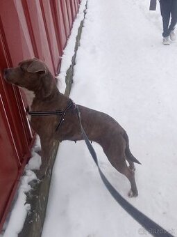 ivanbengoro3@gmail.com