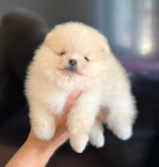 Pomeranian