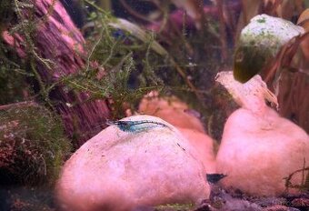 Modré krevetky Neocaridina davidi var. Blue