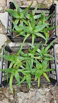 predám rastliny aloe vera