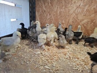 Araukány Ayam cemani Brahmanky Hodvábničky