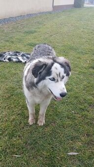 8 mesacny sibirsky husky