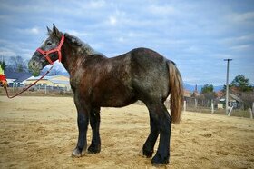Ťažný kôň na predaj -percheron -žrebec - 1