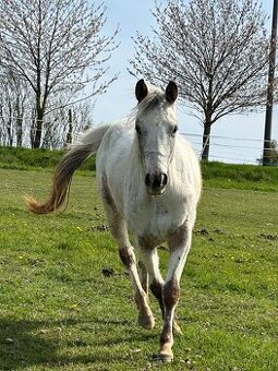 Kobylka Appaloosa