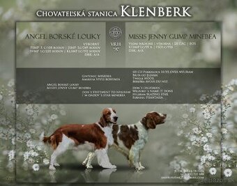 Šteniatka Welsh springer spaniela s PP - CHS KLENBERG