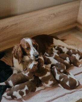 Šteniatka Welsh springer spaniela s PP - CHS KLENBERG