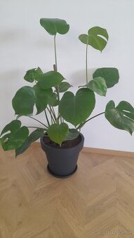 Kvet Monstera