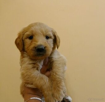 Goldendoodle