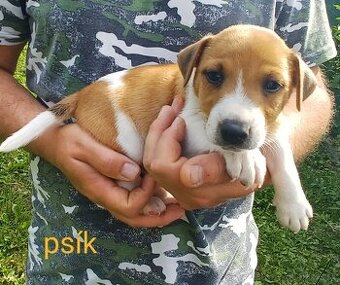 Jack russel terier šteniatka - 1