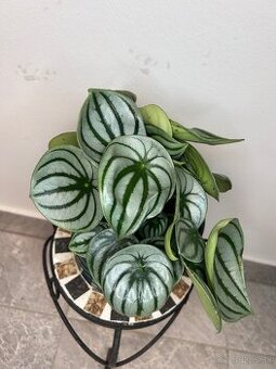 Peperomia argyreia Watermelon
