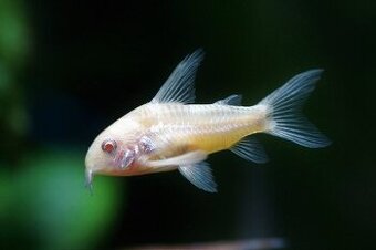 Corydoras paleatus - albin