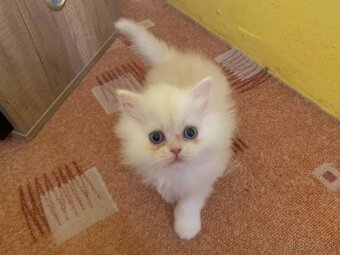 🐾 Perzské mačiatko 🐱