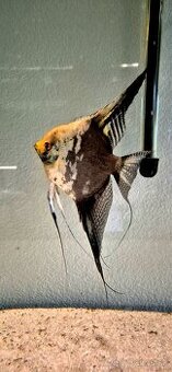 Pterophyllum scalare Mapa