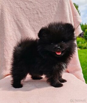 Pomeranian s PP