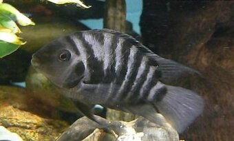 cihlidky