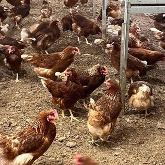 Dopredaj živej hydiny